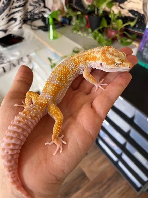 cute news animal tier geko

https://www.reddit.com/r/aww/comments/ohtugk/tremper_albino_leopard_gecko_this_guy_has_the/