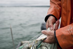 Diesem Bodensee-Fischer ist nicht viel ins Netz gegangen.
