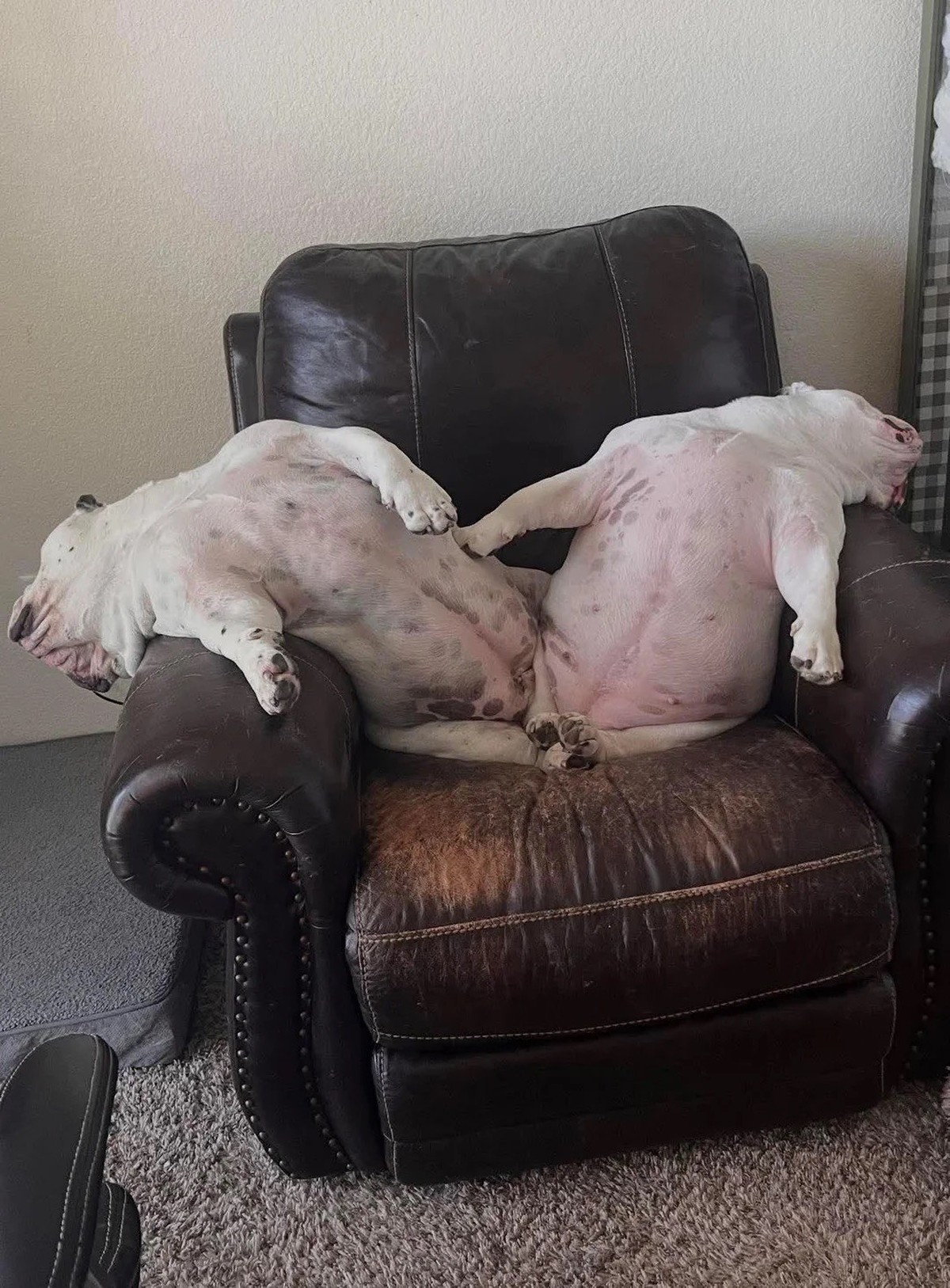 AccidentalRenaissance
My sister's pups

https://www.reddit.com/media?url=https%3A%2F%2Fpreview.redd.it%2Fmy-sisters-pups-v0-m5jt8t835lqg1.jpeg%3Fwidth%3D1080%26crop%3Dsmart%26auto%3Dwebp%26s%3D03 ...