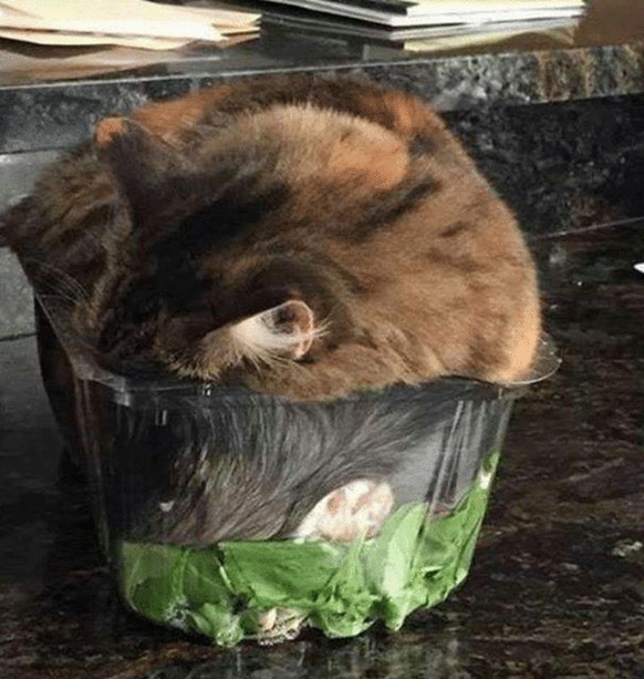 Salatkatze