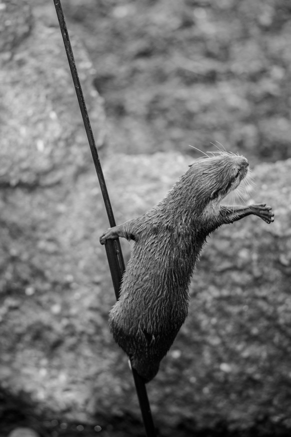 Hopp, wir haben nicht den ganzen Tag Zeit: PICDUMP. 🙃
Aufgrund mangelnder Präsenz in vergangenen Picdumps mussten sich unsere Otten neue Einnahmequellen suchen. Wie zum Beispiel Poledancing... 😢