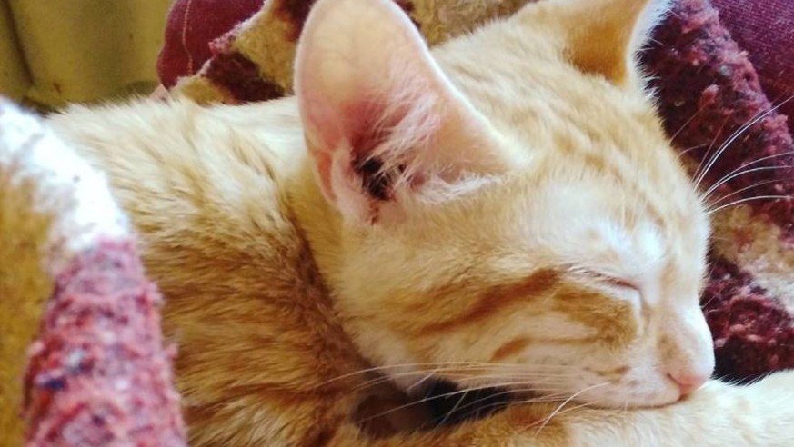 Von Diesen 9 Dingen Träumen Katzen Nachts Watson