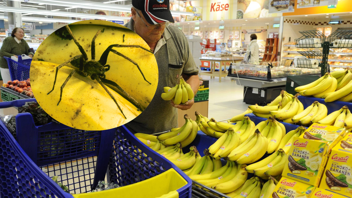 Une dangereuse araignée-banane a fait évacuer un magasin