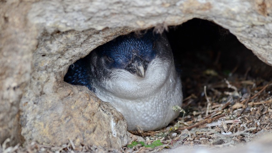 Little Blue Penguin, formaela Punkt, Moeraki Halbinsel, Nord-Otago, Neuseeland... - Stock-Fotografie
Little Blue Penguin, formaela Punkt, Moeraki Halbinsel, Nord-Otago, Neuseeland...
zwergpinguin