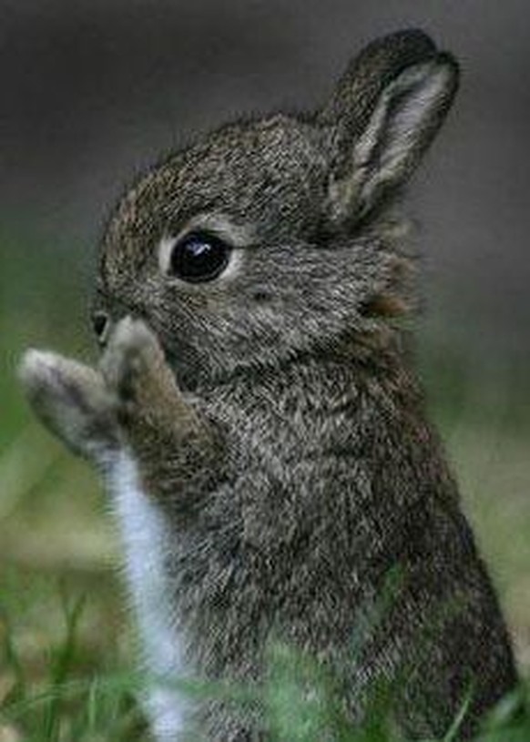 Baby-Hase
Cute News
https://www.pinterest.com/pin/365847169699830009/