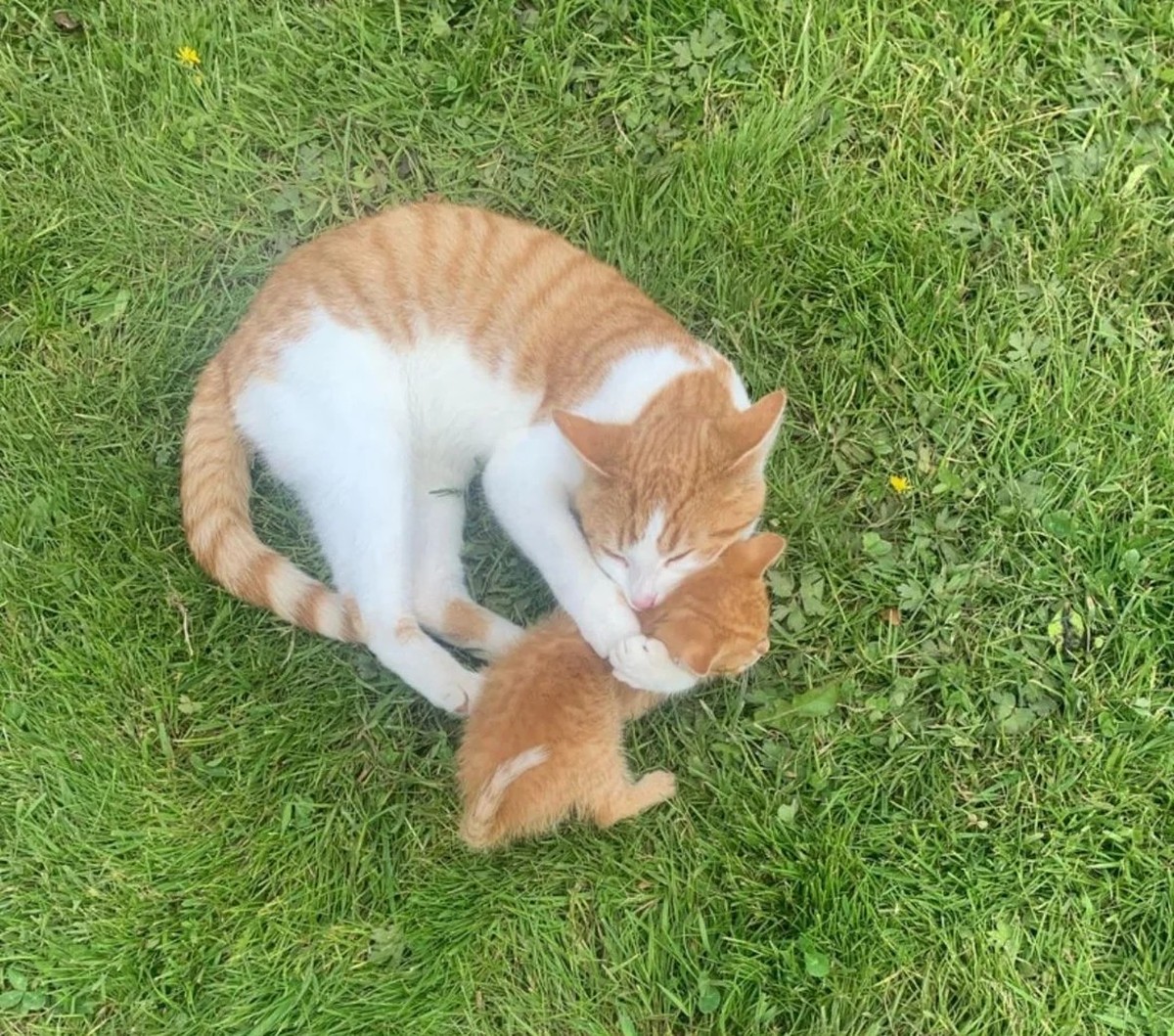 cute news tier katze

https://www.reddit.com/r/AnimalsBeingMoms/comments/1kkp42i/two_best_kitty_moms_in_the_world/