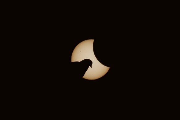 MUNICH, GERMANY - MARCH 20: A dove is pictured in front of the sun during a partial solar eclipse on March 20, 2015 in Muncih, Germany. Over Central Europe the moon was scheduled to cover approximatel ...