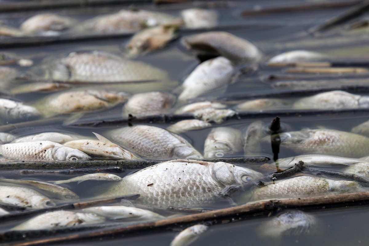 epa11571065 Dead fish float on the surface of the water of Lake Karla, Thessaly region, Greece, 29 August 2024. The phenomenon is related to the drop in the water level around the reservoir and the la ...