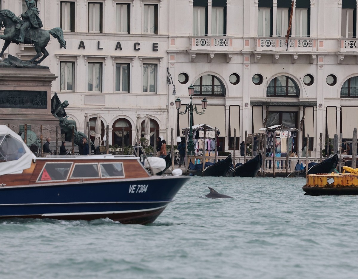 The dolphin Mimmo-Nane in the San Marco basin in Venice PUBLICATIONxNOTxINxITA Copyright: xMatteoxChinellatox/xipa-agency.netx/xipa-agency.netx/xMatteoxChinellatox IPA_Agency_IPA68173249