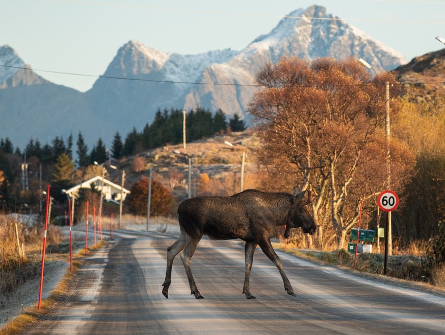 Moose crossing icy road near Ballstad, Lofoten Islands, Norway in Ballstad, Nordland, Norway