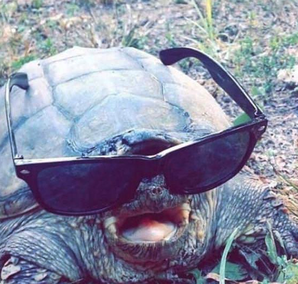 Schildkröte
Cute News