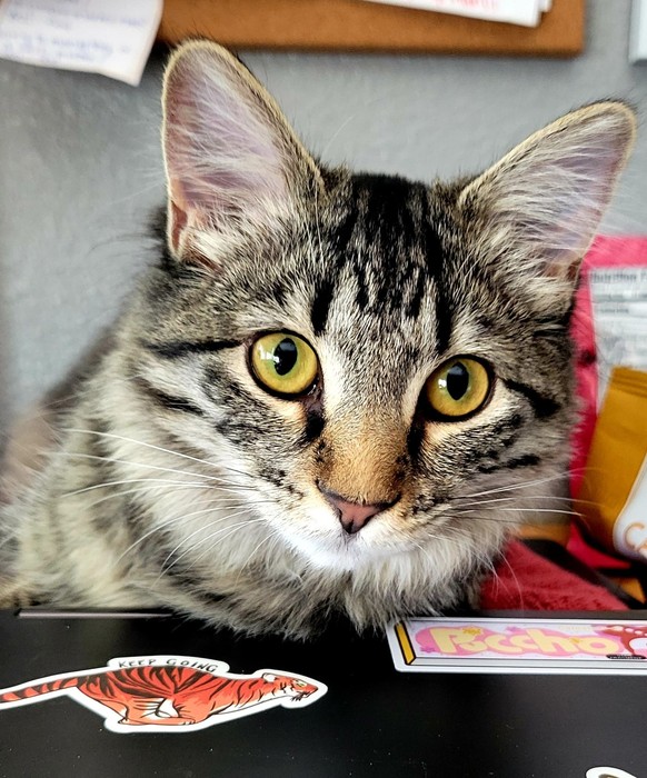 cute news animal tier katze cat

https://www.reddit.com/r/cats/comments/u21p6l/what_kind_of_cat_do_i_have/