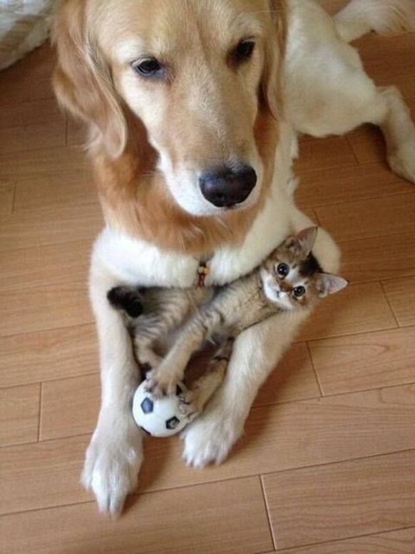 Katze und Hund