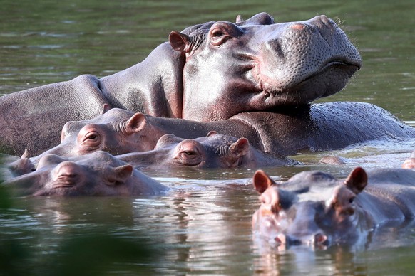 FILE - Hippos float in the lagoon at Hacienda Napoles Park, once the private estate of drug kingpin Pablo Escobar who imported three female hippos and one male decades ago in Puerto Triunfo, Colombia, ...