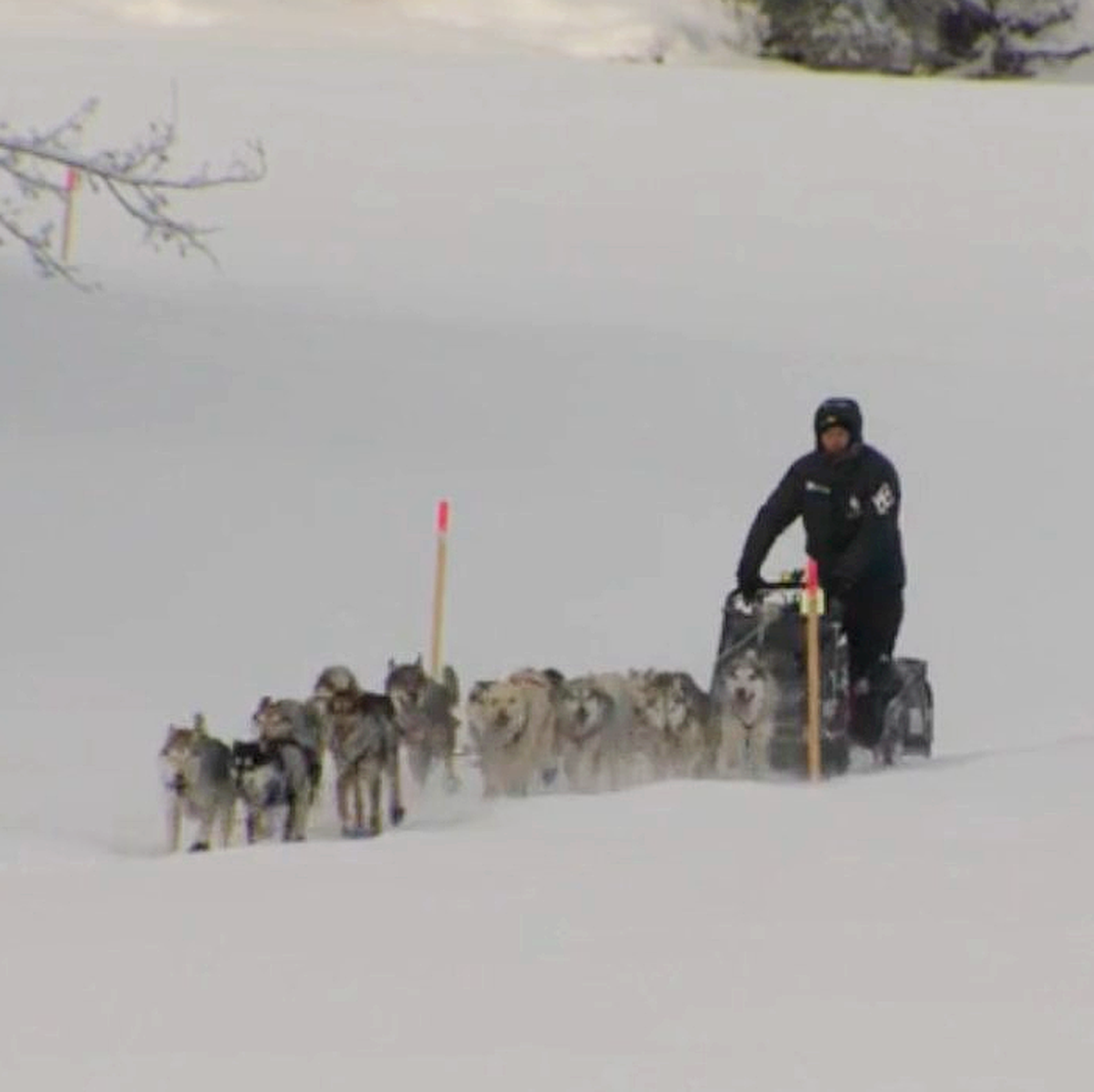 Dallas Seavey Iditarod 2024