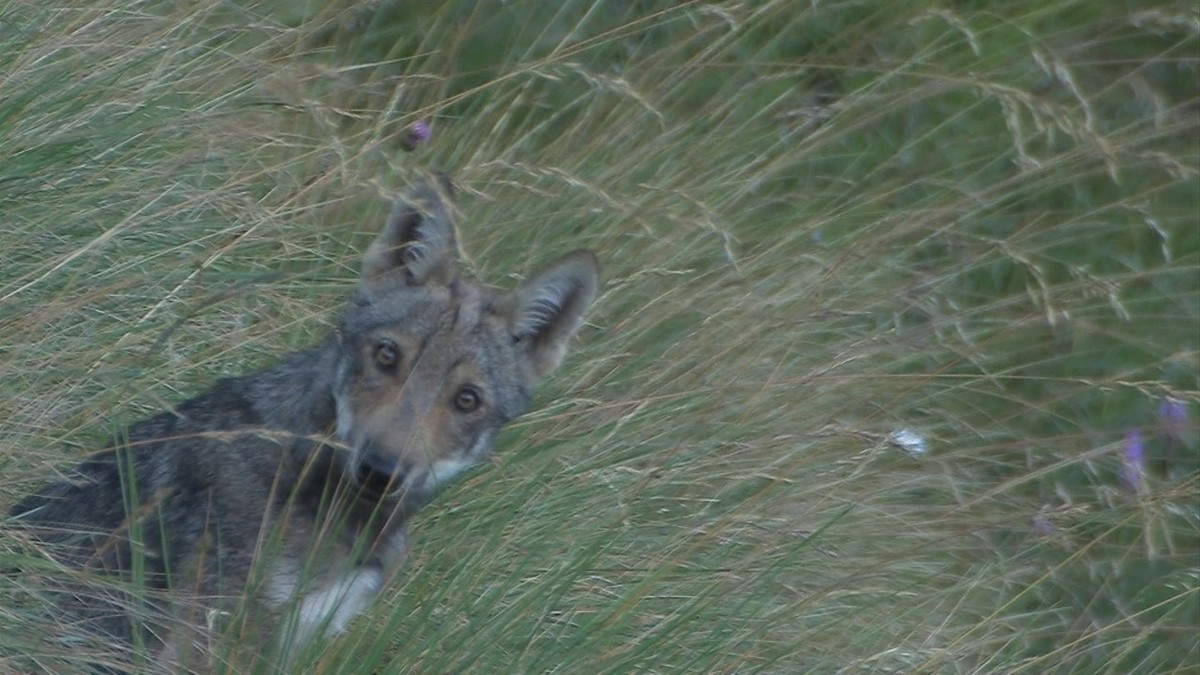 Junger Wolf.