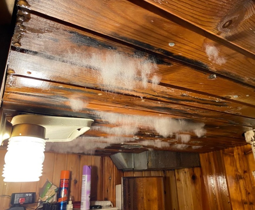 Mold in the apartment
