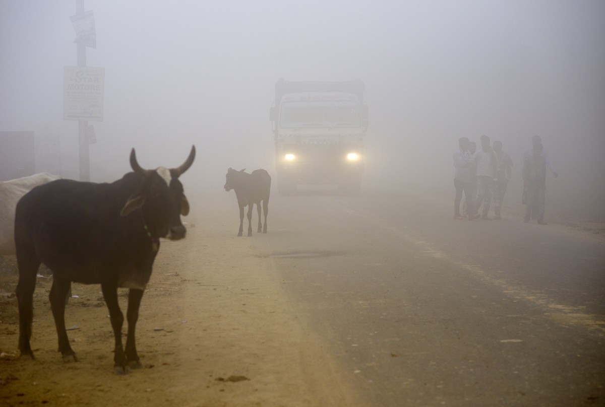 Cows stand by the side of a road as a truck drives with lights on through smog in Greater Noida, near New Delhi, India, Wednesday, Nov. 8, 2017. A thick gray haze enveloped India's capital on Wed ...