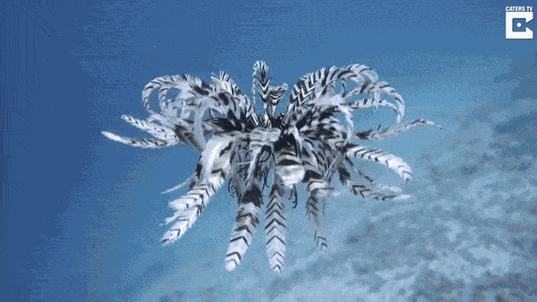 Animiertes GIF