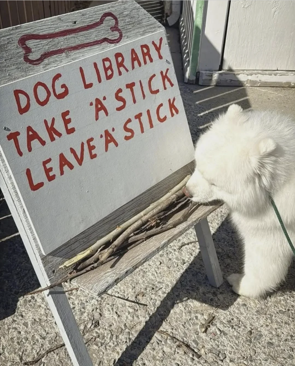 Die lustigsten Tierbilder der Woche: Hund und Stöckchen