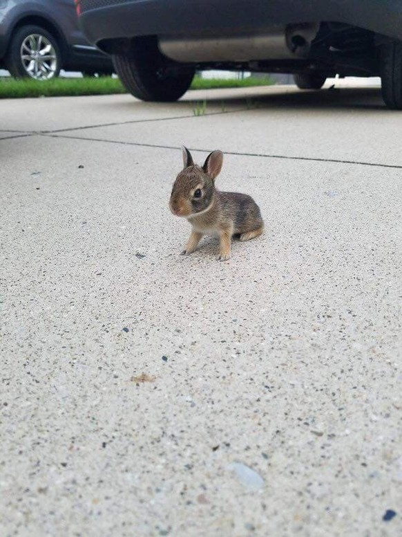 Kaninchen
Cute News
https://www.reddit.com/r/aww/comments/9dbrd3/i_bet_hes_starting_his_easter_bunny_training/