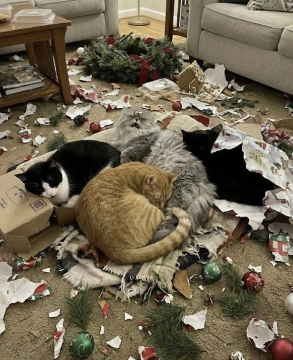 Die lustigsten Fails der Woche: Katzen und Weihnachten