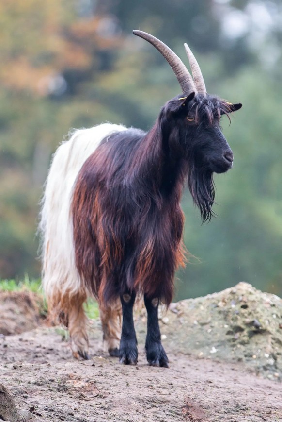 Diese Schwarzhalsziege hätte im Schönheitswettbewerb einen Nachteil: Die Brauntöne im schwarzen Fell stören die Züchter.