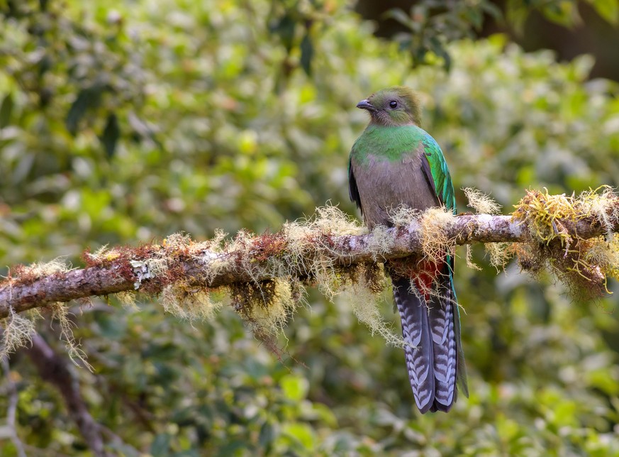 Quetzal