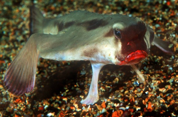 Seefledermaus (Ogcocephalus darwini)