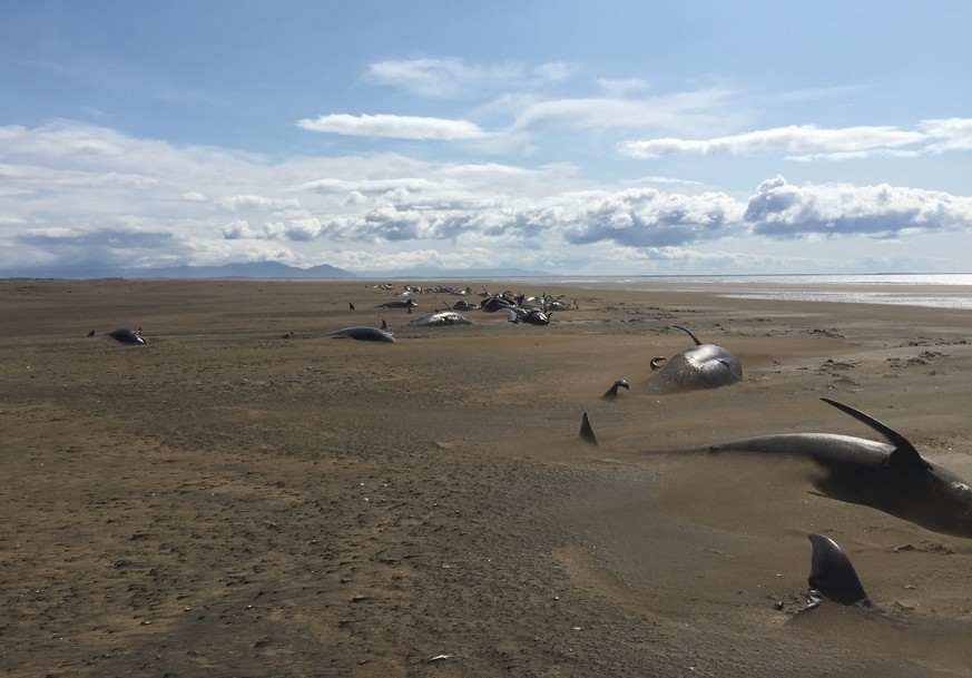 Some dozens of long-finned pilot whales lay dead on a remote beach in Iceland as they were discovered by tourists sightseeing in the Snaefellsnes Peninsula in western Iceland aboard a helicopter, Thur ...