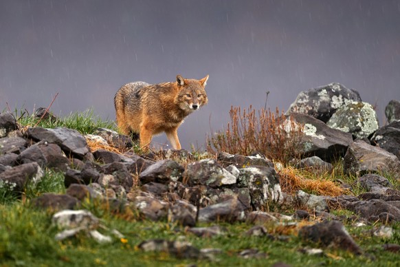 Golden jackal, Canis aureus, feeding scene on stone rock, Eastern Rhodopes. Wild dog behaviour scene in nature. Mountain animal in the habitat. Bulgaria wildlife, Balkan in Europe.