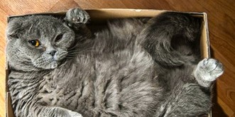 Endlich wissen wir Bescheid: Darum lieben Katzen Kisten