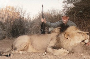 Der «König der Tiere» und ein Löwe.