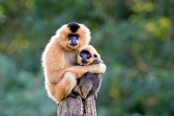 Südlicher Gelbwangengibbon.