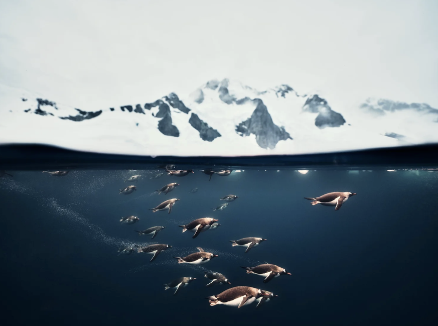 Vor der Antarktischen Halbinsel zieht ein Schwarm Pinguine durchs Meer.