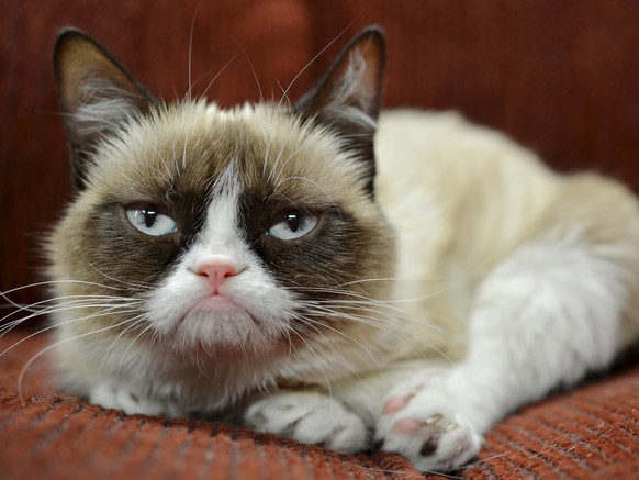 Grumpy Cat mochte Purina von Nestlé.