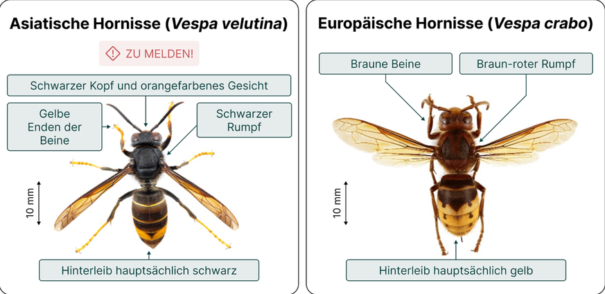 Asiatische Hornisse Europäische Hornisse