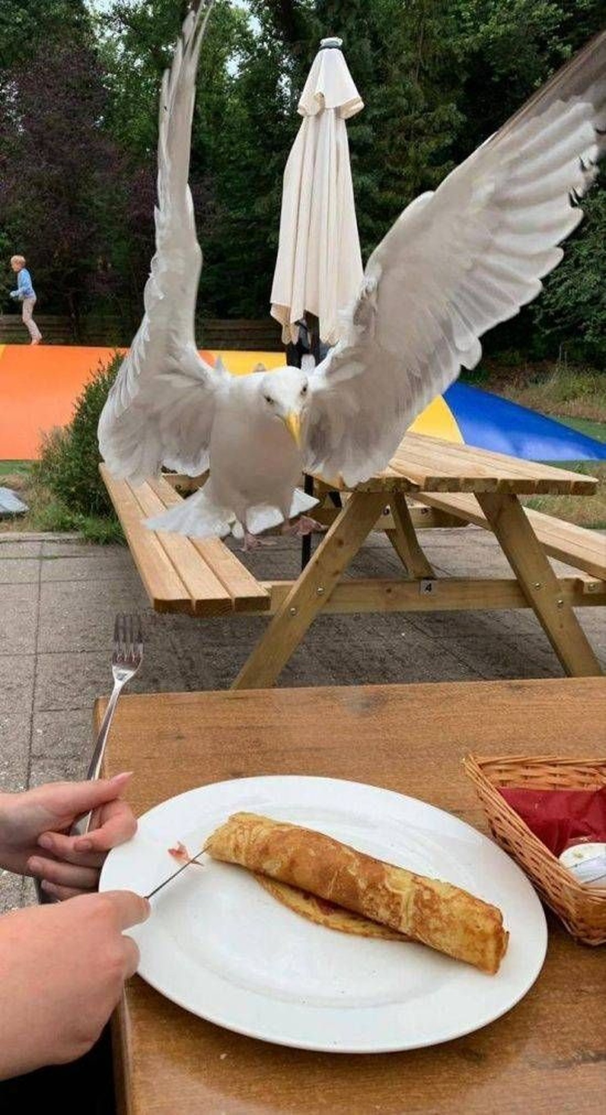 Lustige Tierbilder