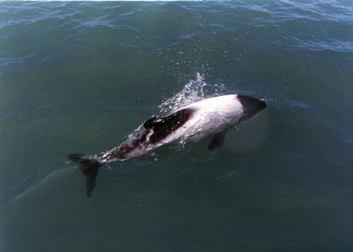 cute news tier commerson-delfin