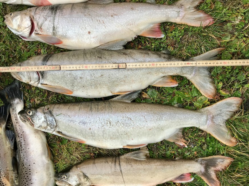 Die gefangenen Kanadischen Seeforellen wiesen eine Grösse von bis zu 74cm auf.
Alle Tiere waren sehr wohl genährt und in bester Verfassung. Bild: Jagd- und Fischereiverwaltung Appenzell Ausserrhoden.