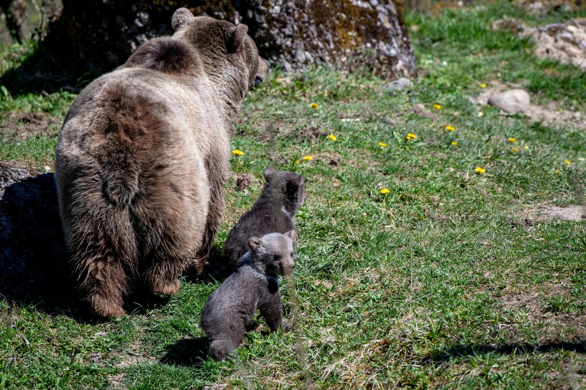 Bärennachwuchs Tierpark Goldau