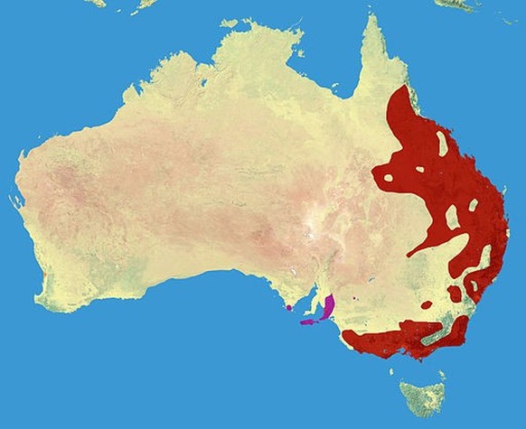 Lebensraum der Koalas