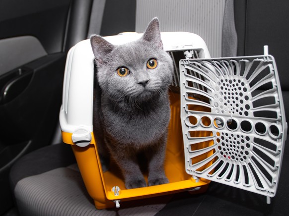 Katze Transportbox