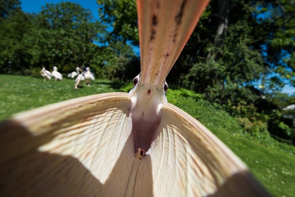 cute news tier pelikan

https://x.com/michaOOO1/status/1350933996134424583