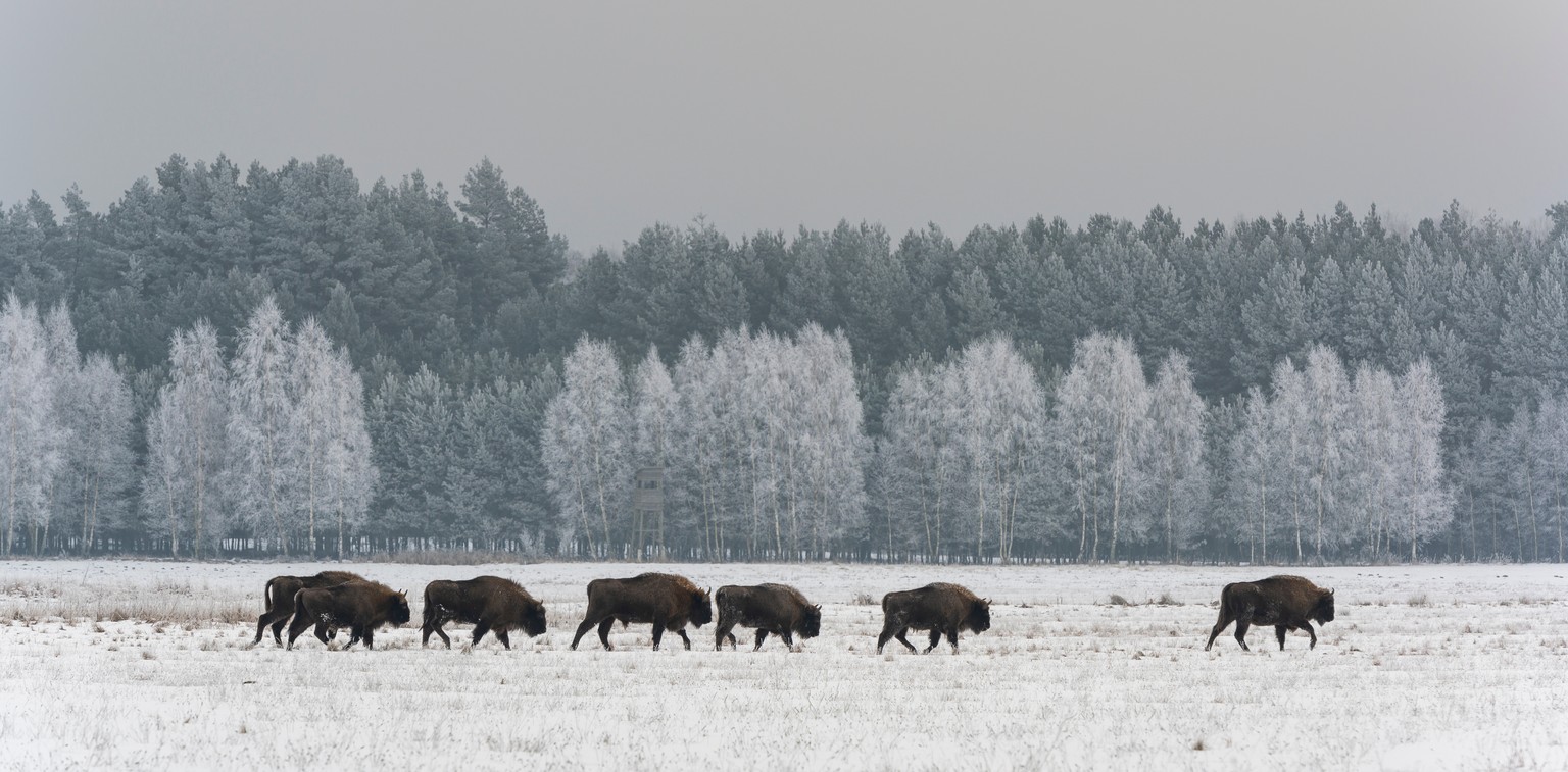 In den 1920er Jahren war der Wisent akut vom Aussterben bedroht; der letzte freilebende Wisent wurde 1927 im Kaukasus geschossen. Alle heute lebenden Wisente stammen von 12 in Zoos gepflegten Wisenten ...