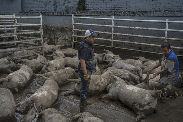 Arturo Huidobro, center, and a worker prepare to remove dead pigs from a farm following heavy rainfall in Poza Rica, Veracruz state, Mexico, Saturday, Oct. 11, 2025. (AP Photo/Felix Marquez)
APTOPIX M ...