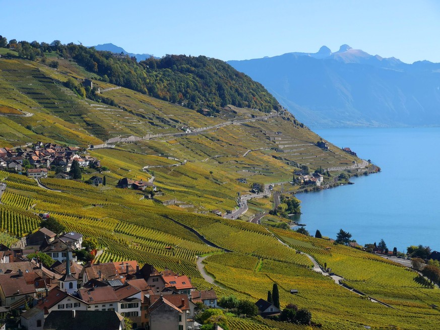 Lavaux, Epesses, Bild: Shutterstock