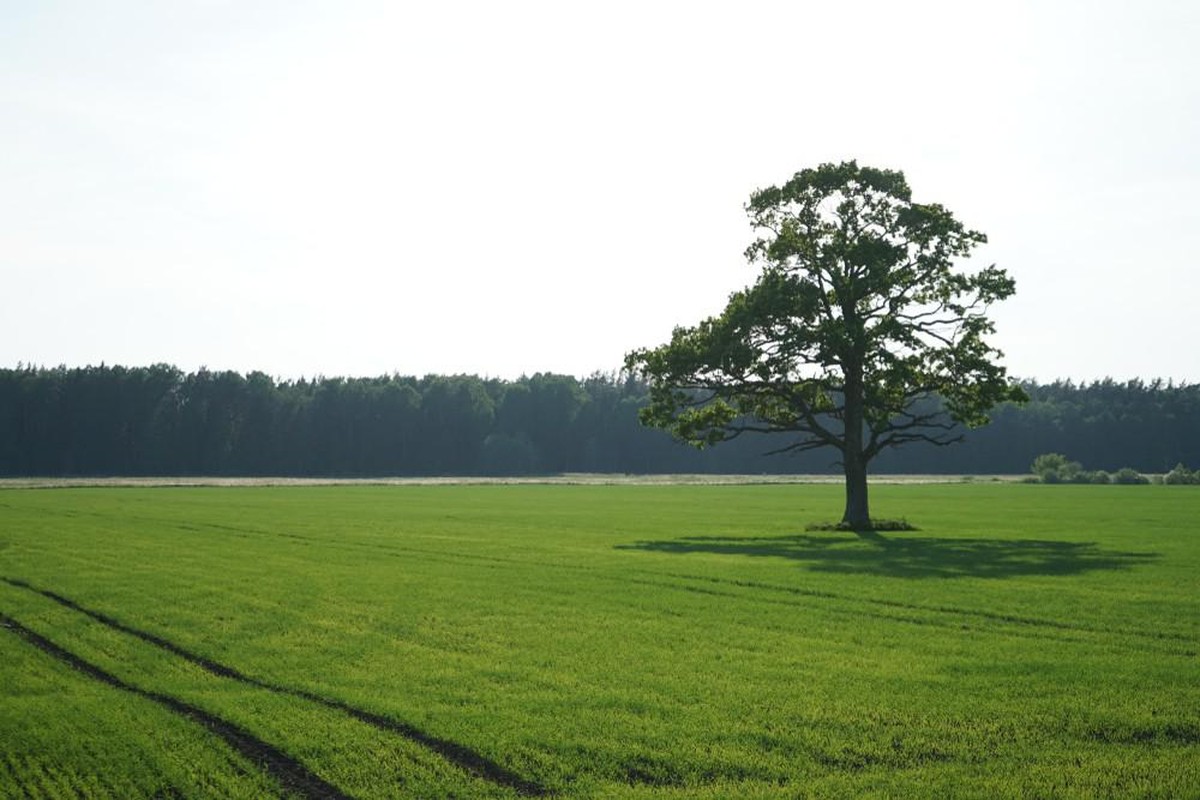 baum