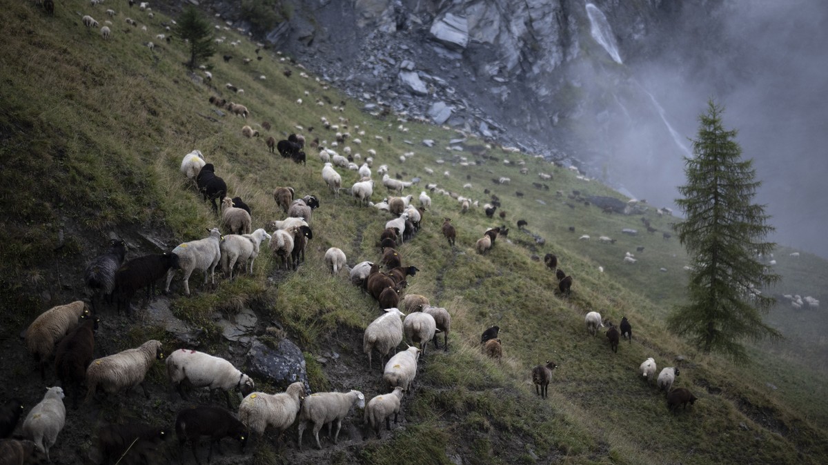 Schafe bei der Alpfahrt (Alpabzug) von der Alp Zanai, aufgenommen am Mittwoch, 10. September 2025, in Valens. Nach dem Sommer auf der Alp geht es heute fuer ueber 800 Schafe erst auf eine tiefer geleg ...