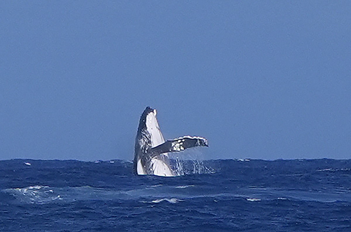 A whale breaches during the semifinal round of the surfing competition between Brisa Hennessy, of Costa Rica, and Tatiana Weston-Webb, of Brazil, at the 2024 Summer Olympics, Monday, Aug. 5, 2024, in  ...